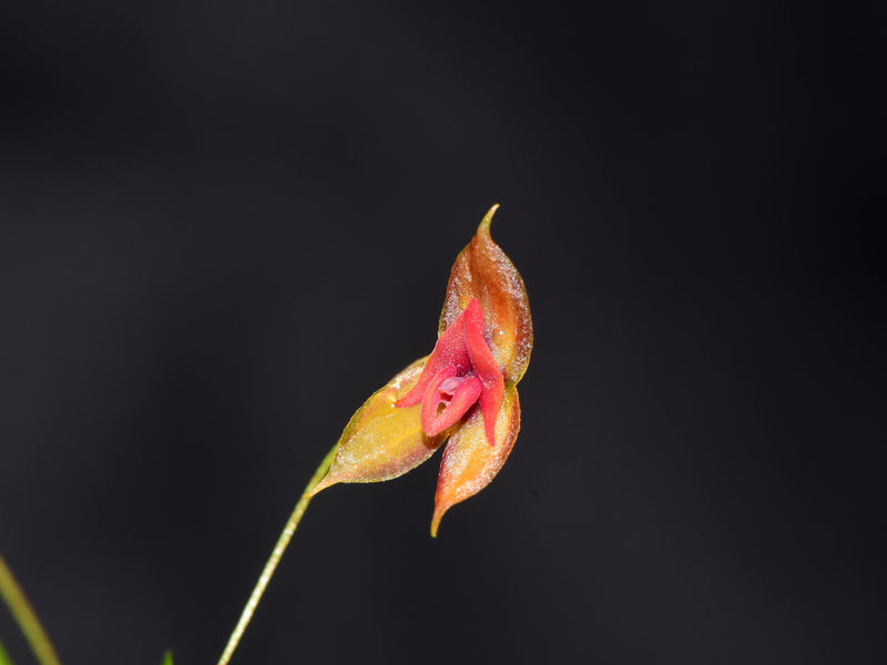 Lepanthes delhierroi x Lepanthes domingensis