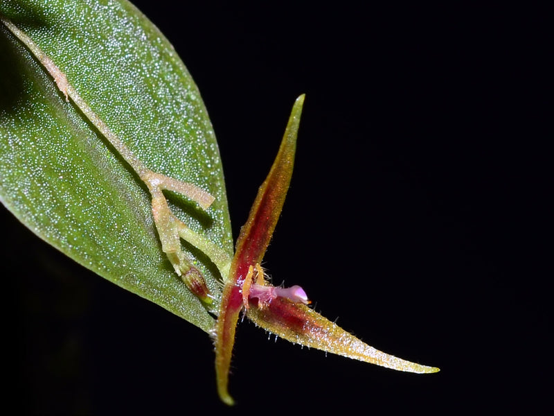 Lepanthes equus-frisiae