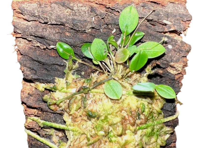 Lepanthes golondrina