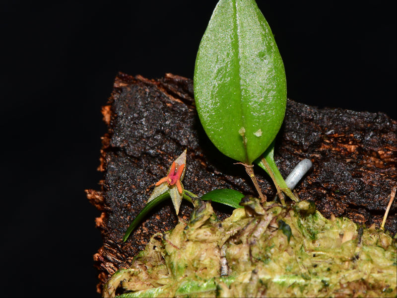 Lepanthes regularis x Lepanthes myiophora