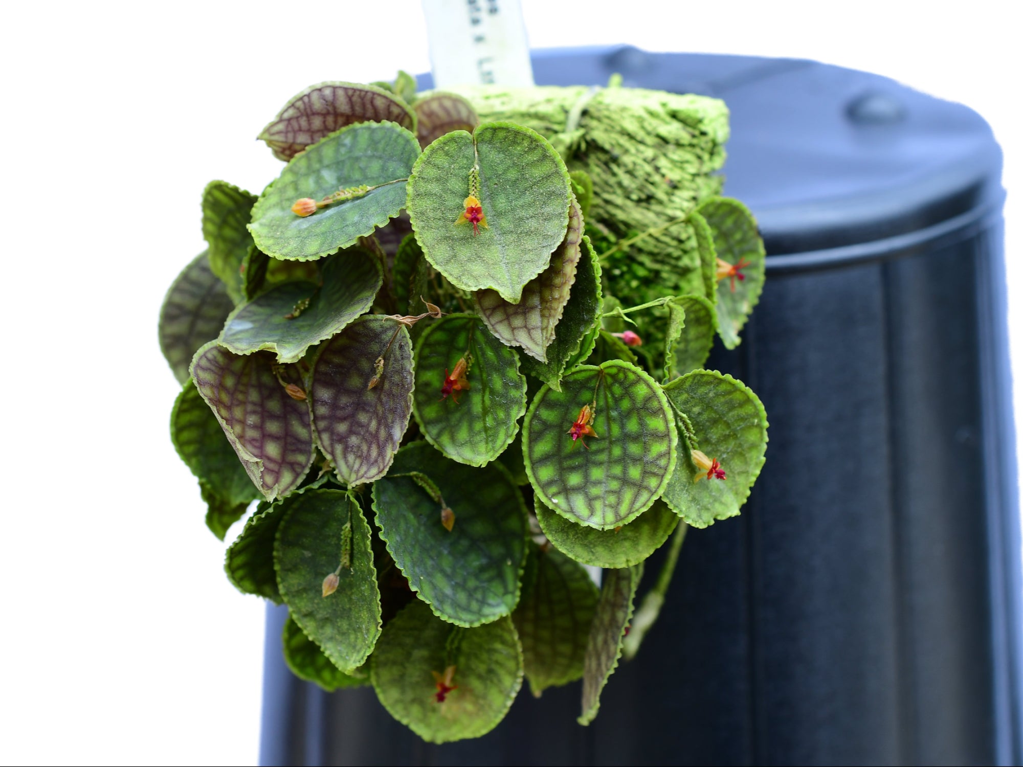 lepanthes tentaculata レパンテスパルダリウム エクアドル lepanthes