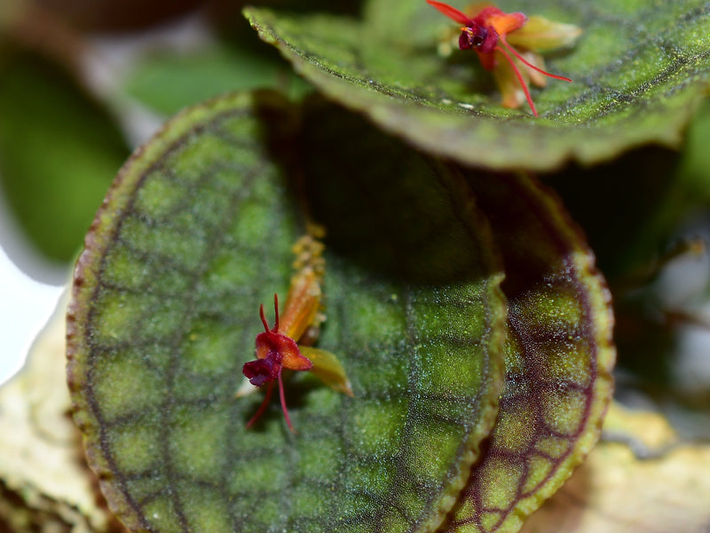 Lepanthes tentaculata x Lepanthes saltatrix