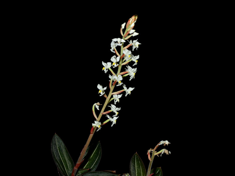 Ludisia discolor
