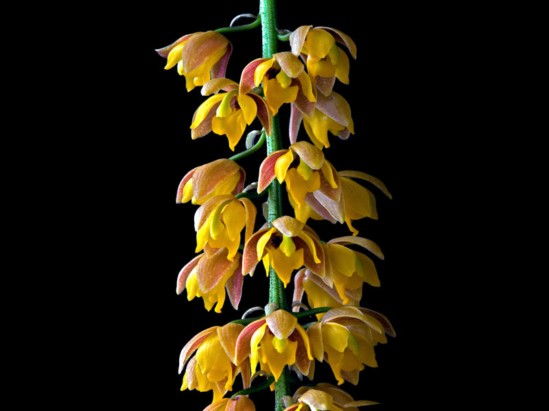 Lueddemannia pescatorei