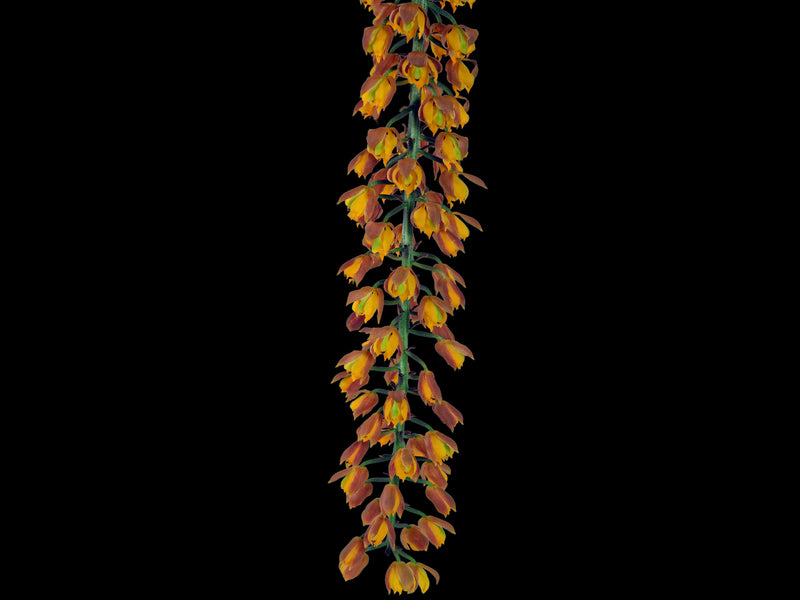 Lueddemannia pescatorei