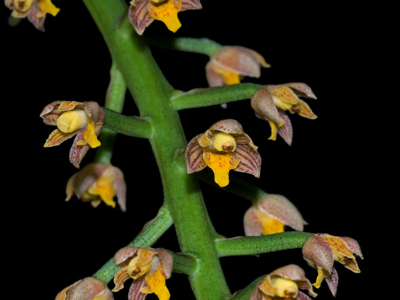 Lueddemannia striata