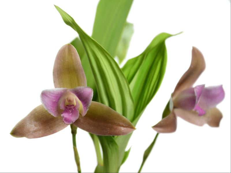 Lycaste Gigi Portilla