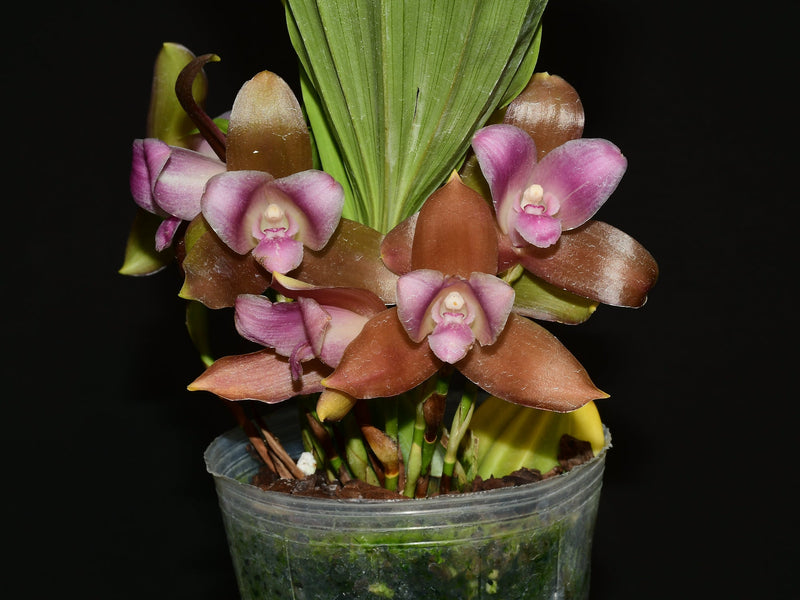Lycaste Gigi Portilla