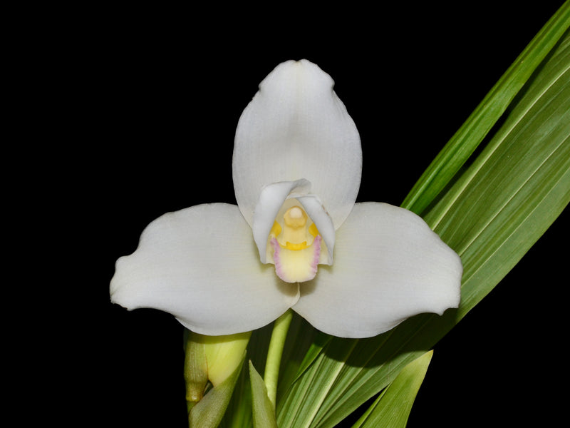 Lycaste Alma De mi Alma