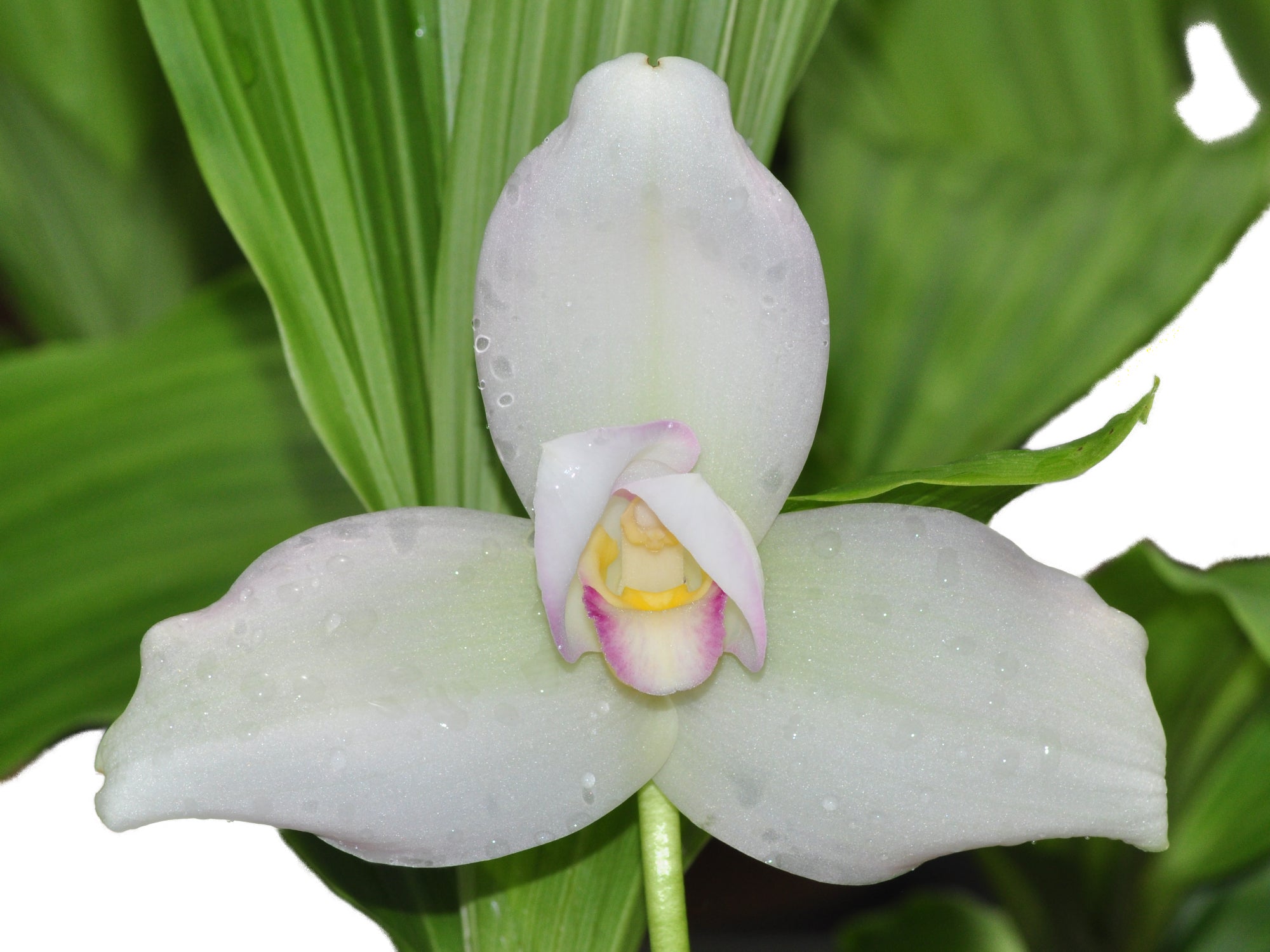 Lycaste Alma De mi Alma