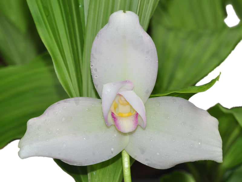 Lycaste Alma De mi Alma