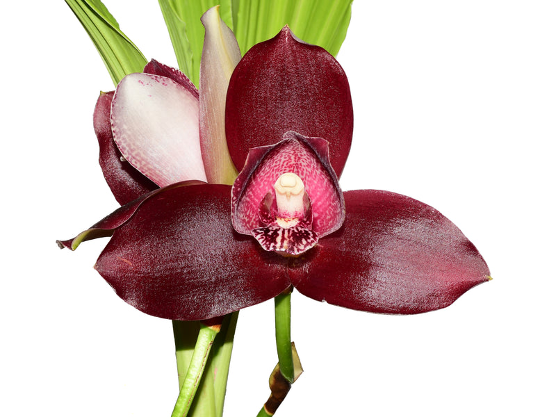 Lycaste Andres Eljuri