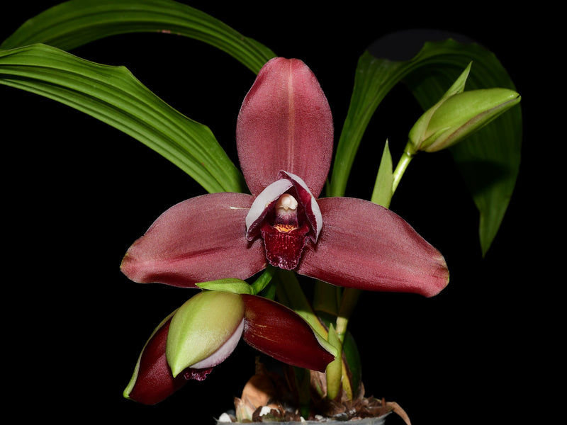 Lycaste Andres Eljuri