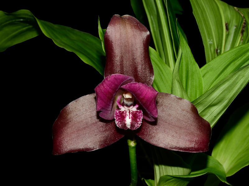 Lycaste Arthuriana var. litensis