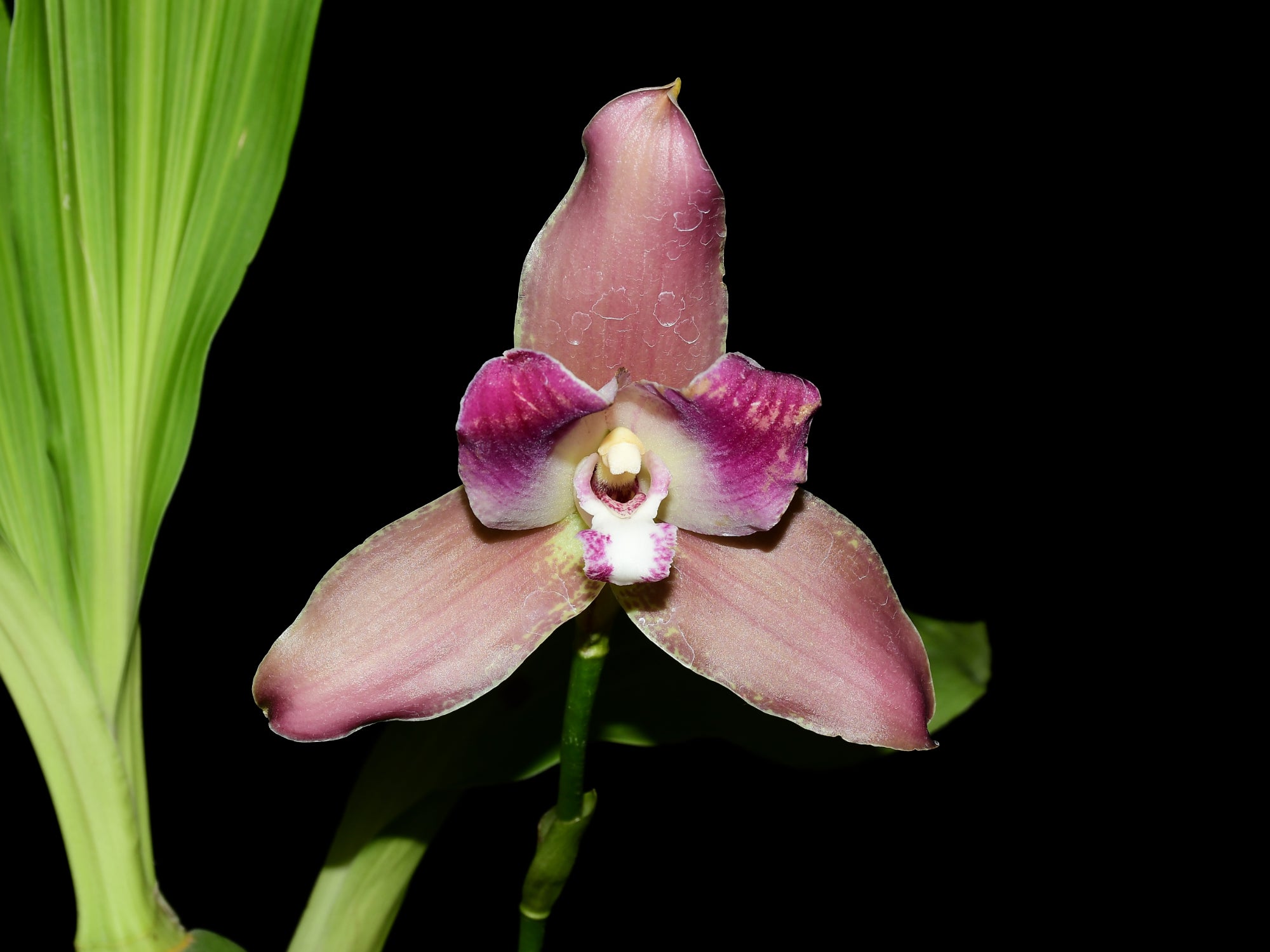 Lycaste Arthuriana var. litensis