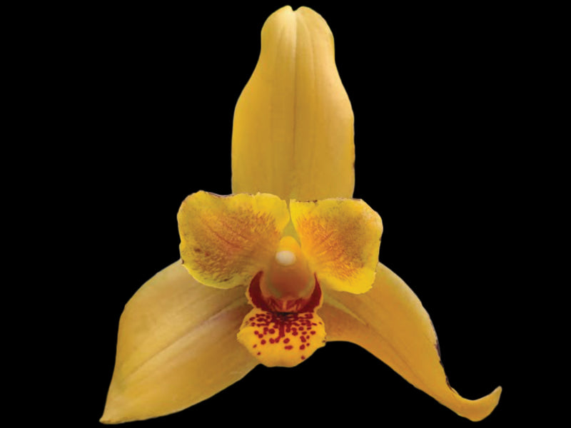 Lycida Ecuagenera Dream