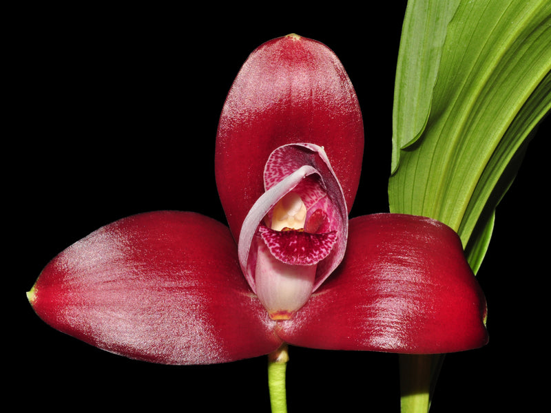 Lycaste Gladys Eljuri