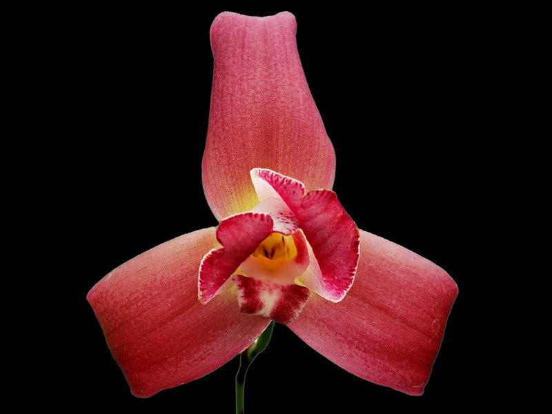 Lycaste Gladys Eljuri