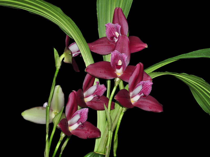Lycaste Gladys Eljuri