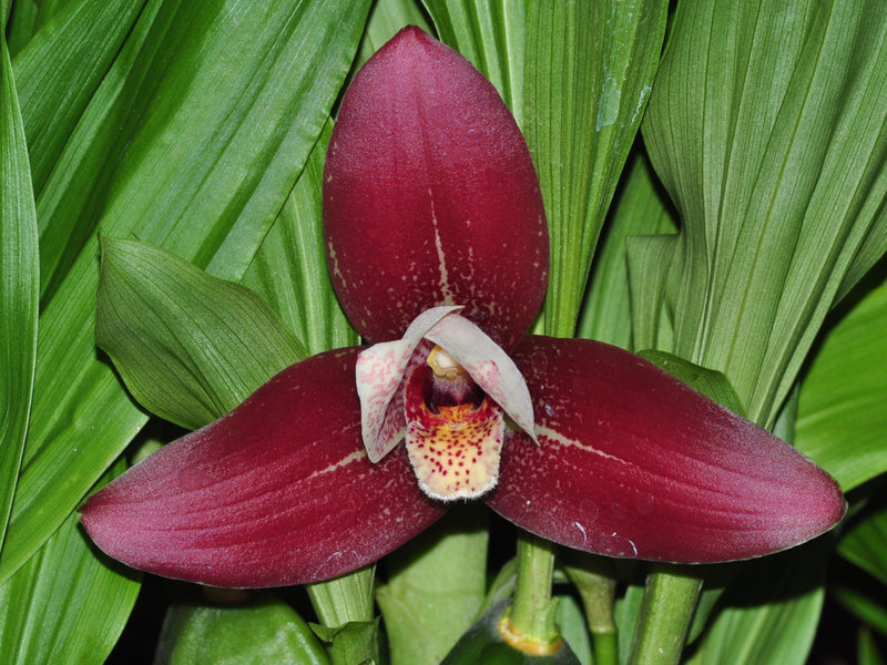 Lycaste Gualaquiza