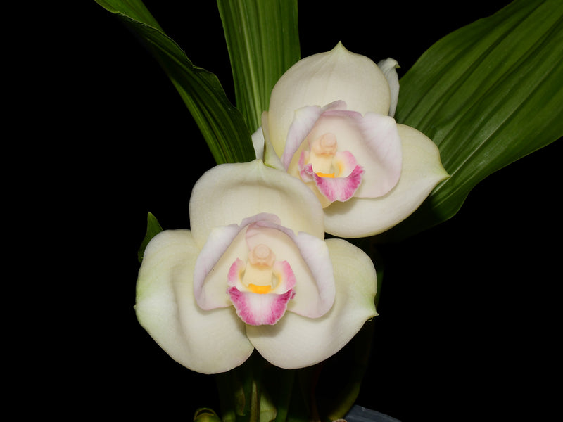 Lycaste Hanamikouji
