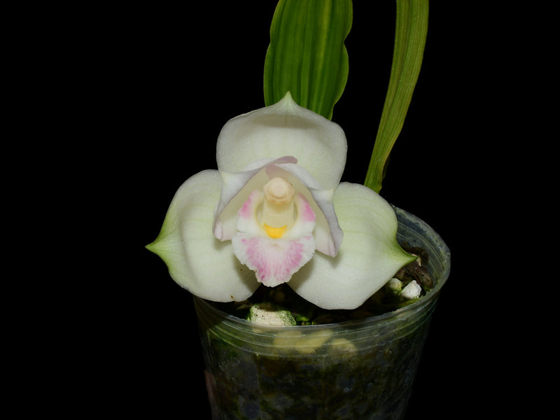 Lycaste Hanamikouji