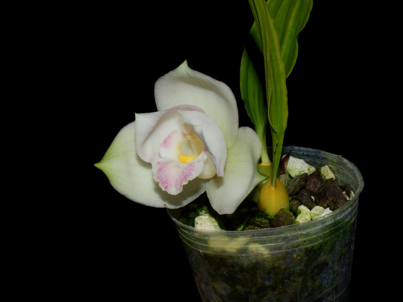 Lycaste Hanamikouji