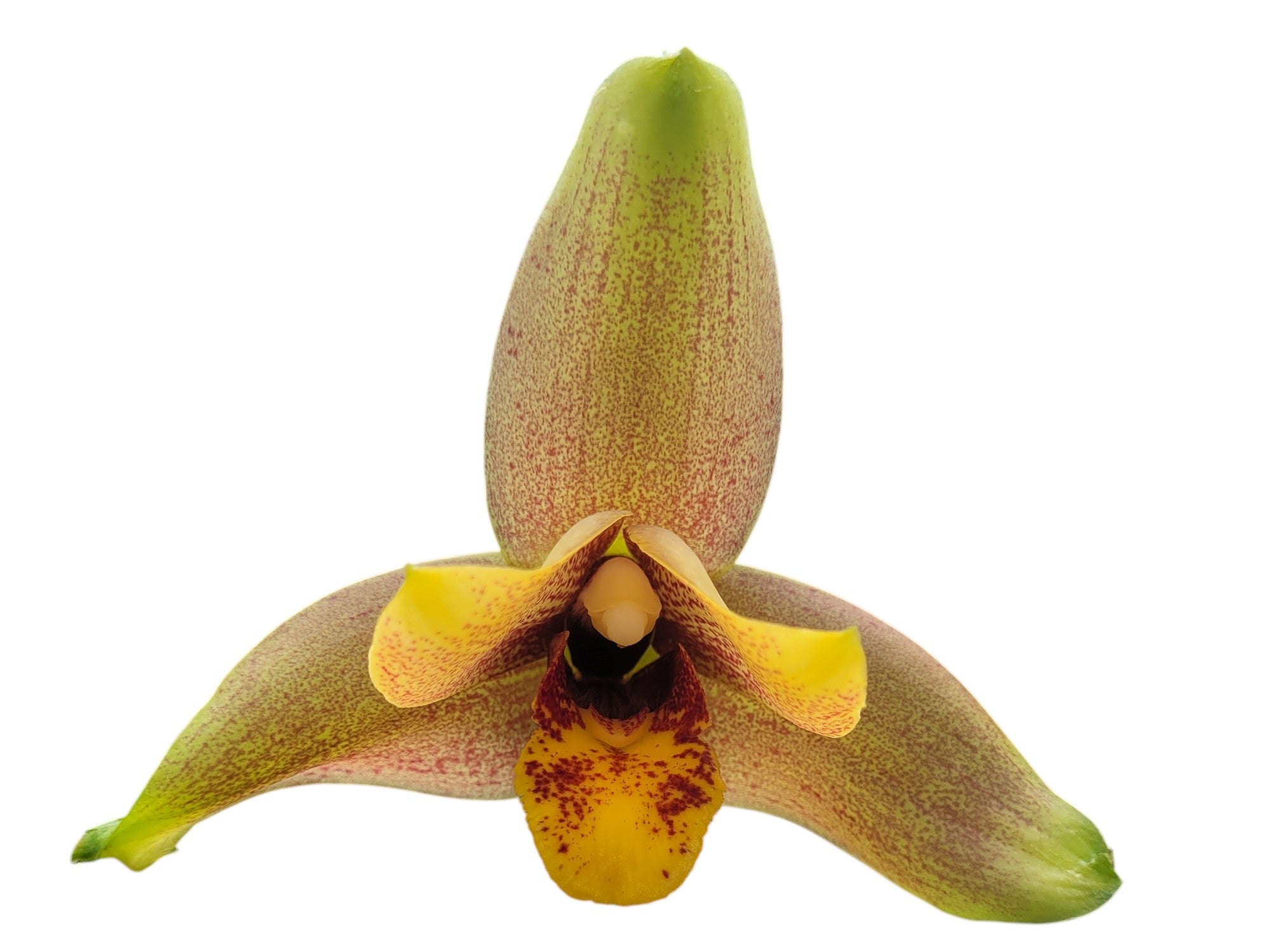 Lycaste Ingapirca