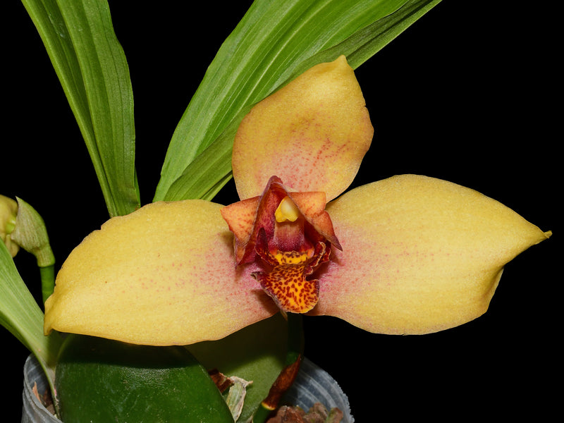 Lycaste Ingapirca