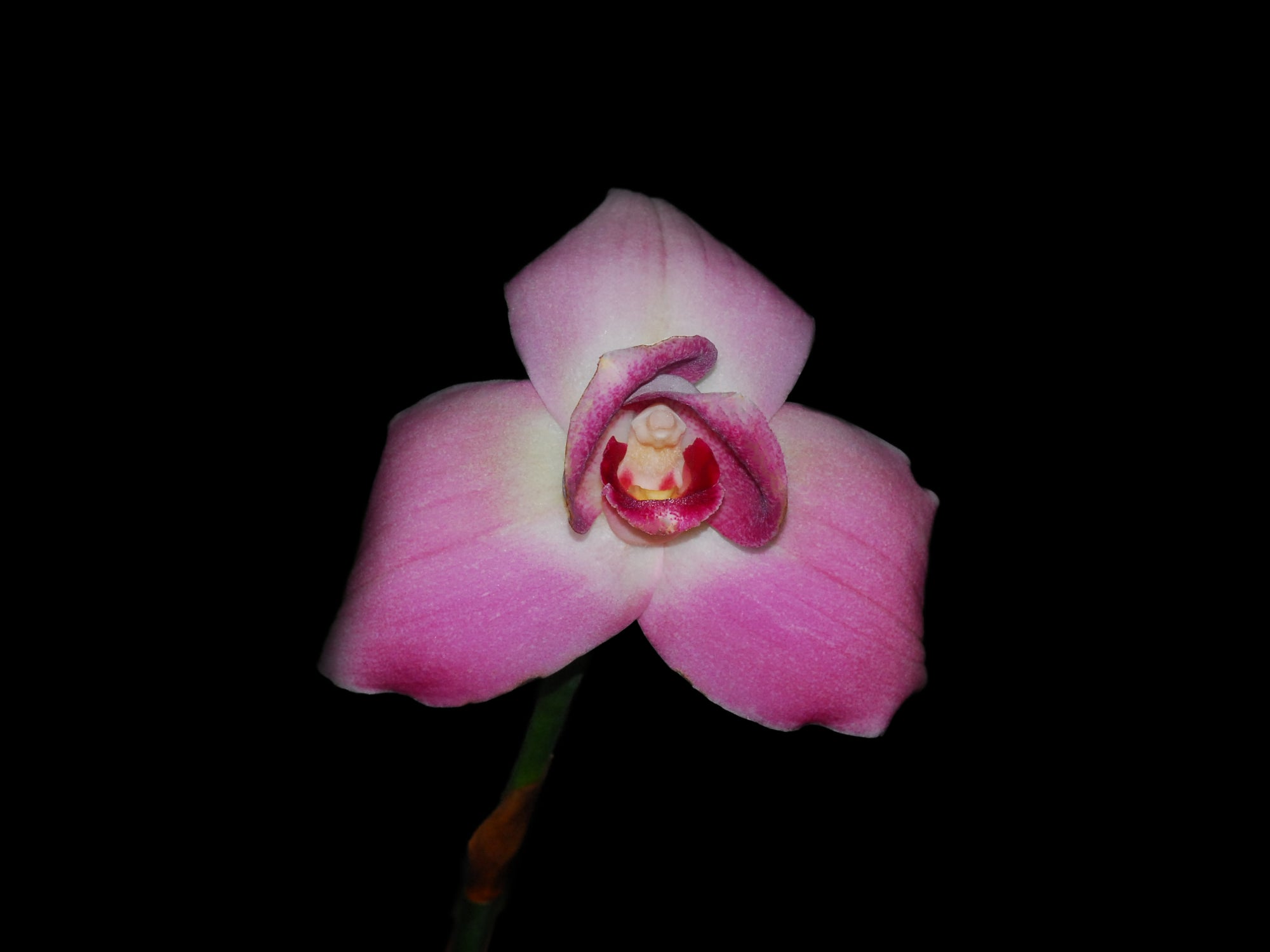 Lycaste Irodori