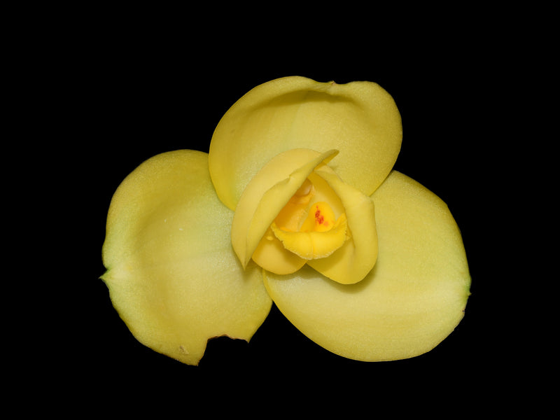 Lycaste Katsuragawa 'Aya Sisa'