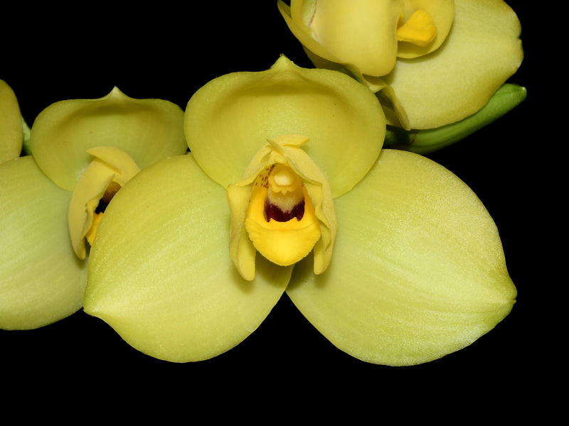 Lycaste Katsuragawa 'Aya Sisa'