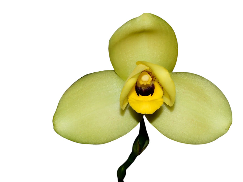 Lycaste Katsuragawa 'Yellow Fantasy'