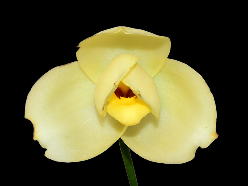 Lycaste Katsuragawa 'Yellow Fantasy'
