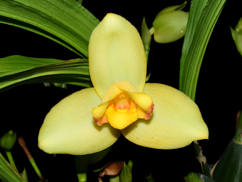 Lycaste Katsuragawa 'Yellow Fantasy'