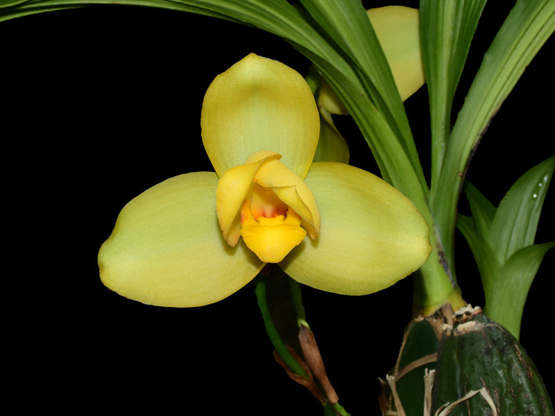 Lycaste Memoria Vic Madden 'Nº.29'