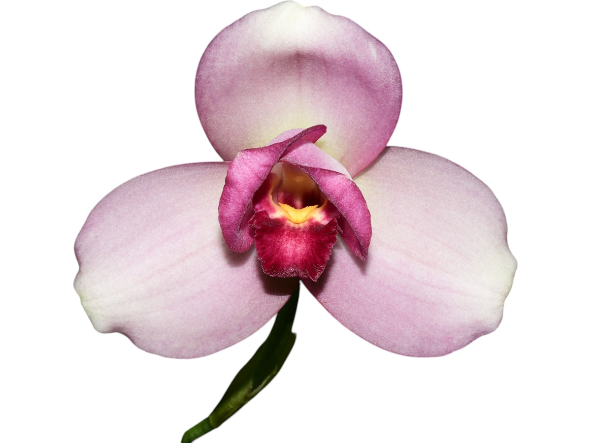 Lycaste Momo — Ecuagenera Orquídeas del Ecuador