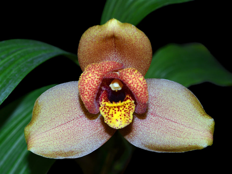 Lycaste Muromachi