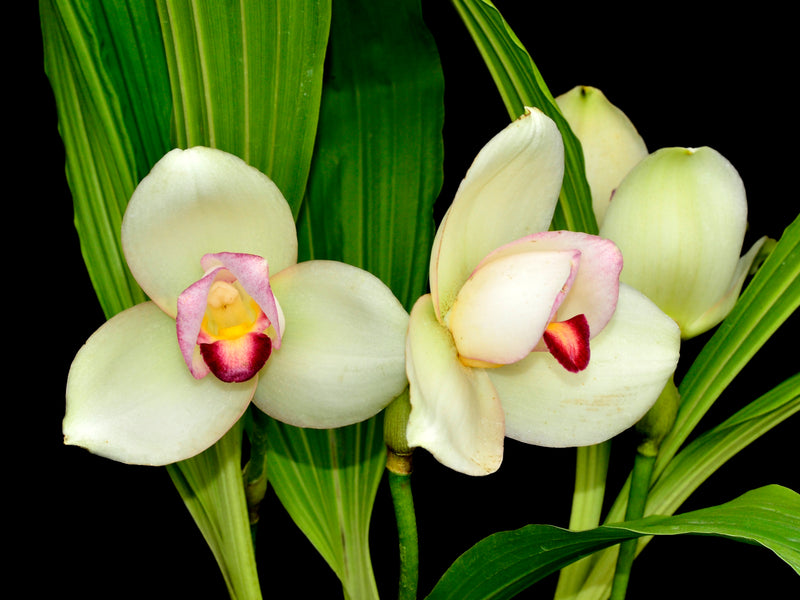 Lycaste Rakuhoku