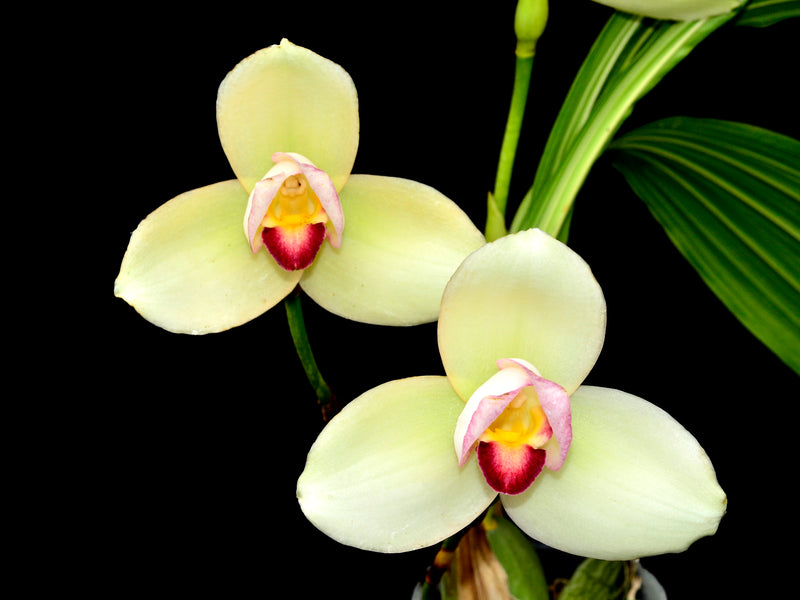 Lycaste Rakuhoku