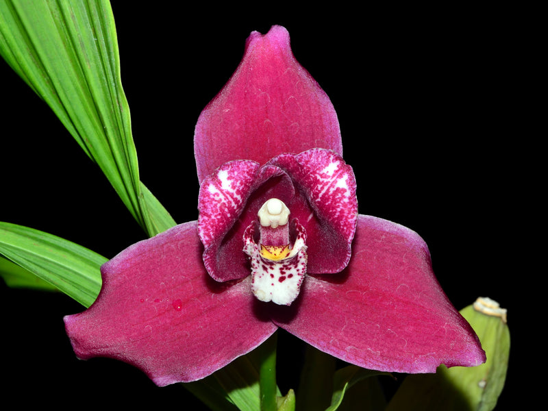 Lycaste Reina Del Cisne