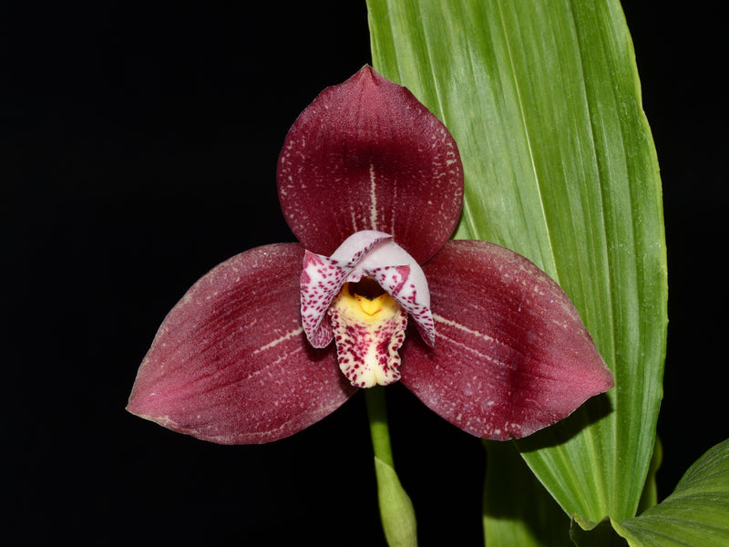 Lycaste Reina Del Cisne