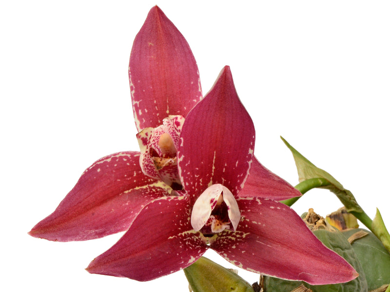 Lycaste Reina Del Cisne