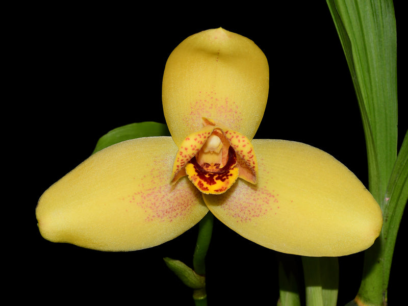 Lycaste Gualaceo Sunrise