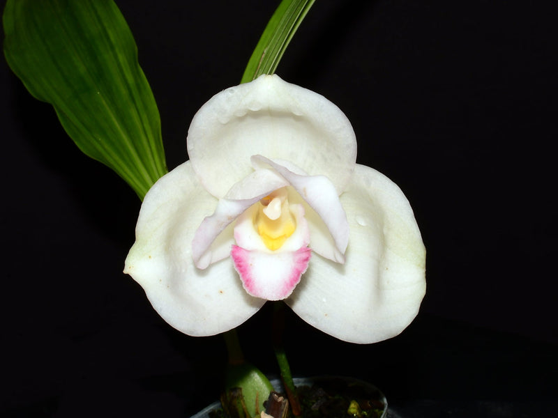 Lycaste Salesiana