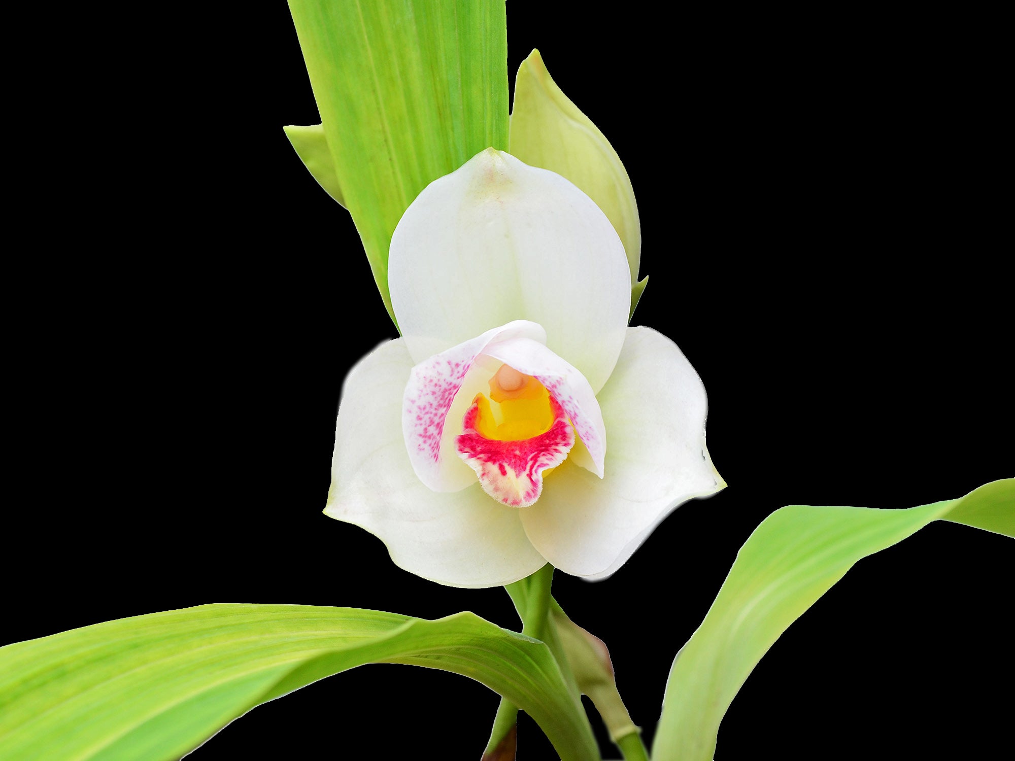 Lycaste Salesiana