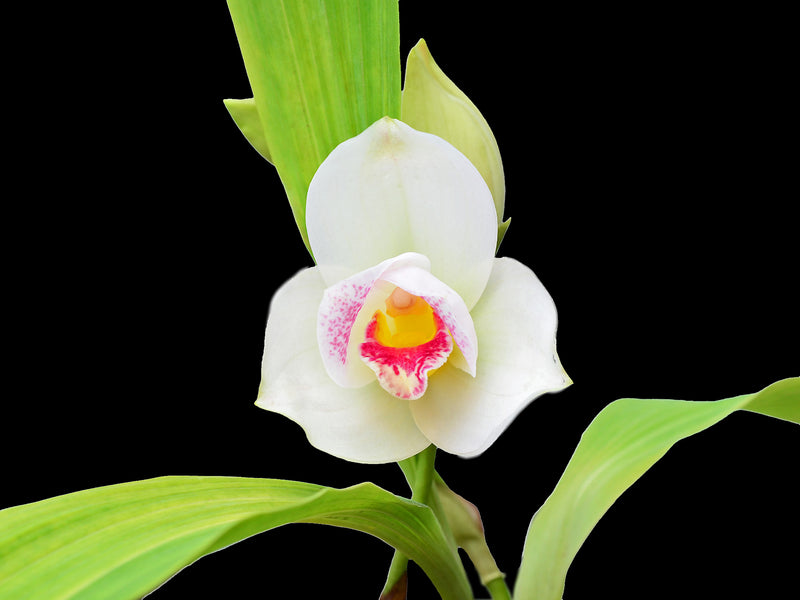 Lycaste Salesiana