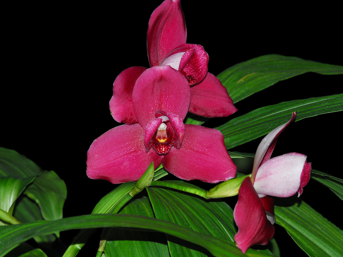 Lycaste Shoalhaven 'Sisa Andina' — Ecuagenera Orquídeas del Ecuador
