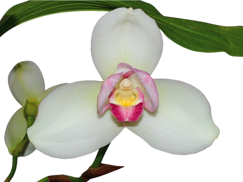 Lycaste Shoalhaven ('W-1' x 'Kyoto' SM/JOGA) 4N x 4N