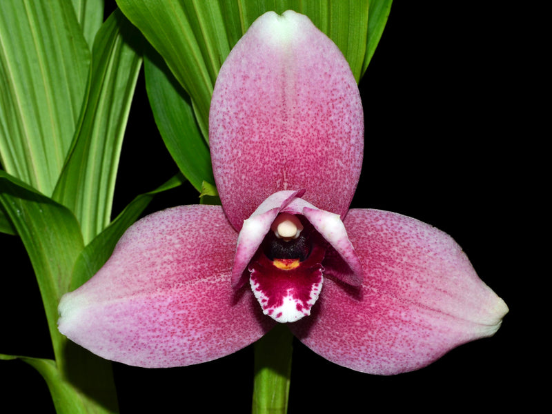 Lycaste Sun Spots 4N x 4N GS529